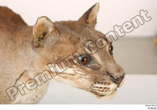 Asian golden cat Catopuma Temminckii head 0003.jpg